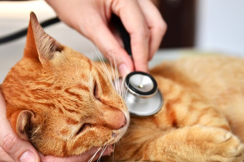 veterinary services